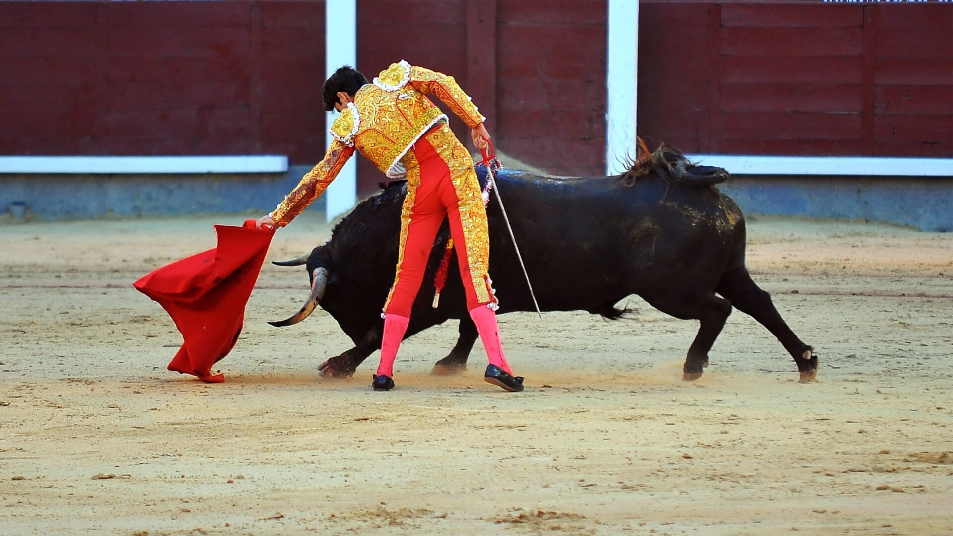Novilladas desde Villaluenga del Rosario