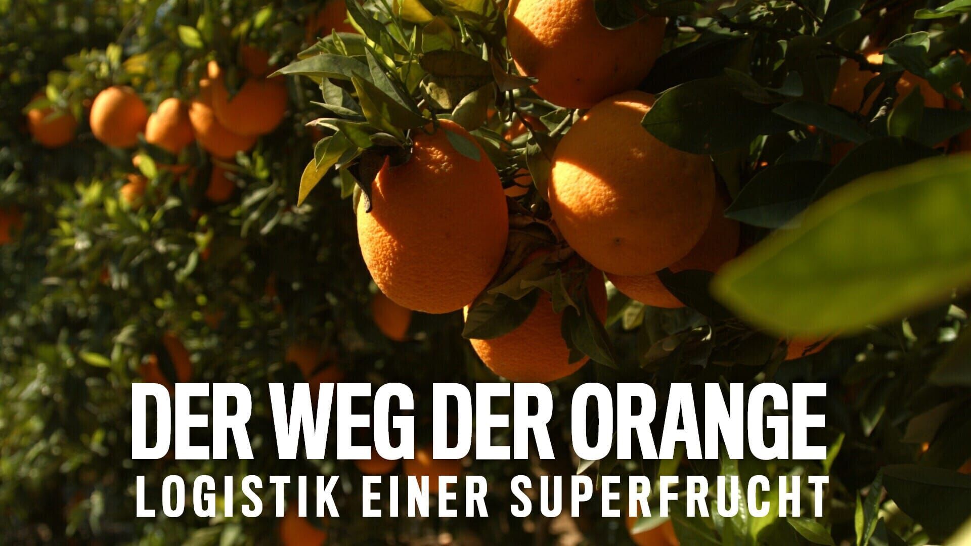 Der Weg der Orange - Logistik einer Superfrucht