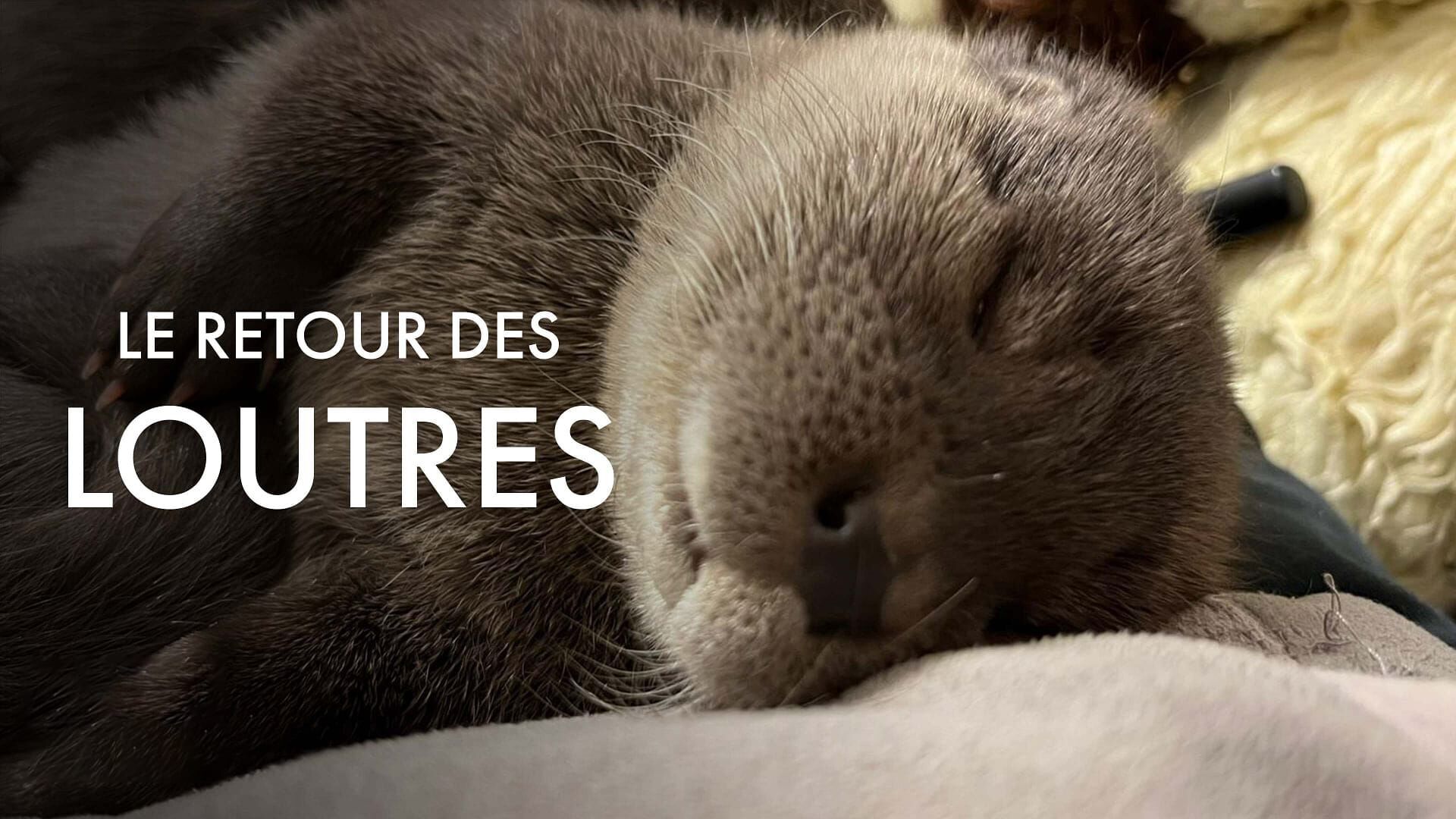 Le retour des loutres
