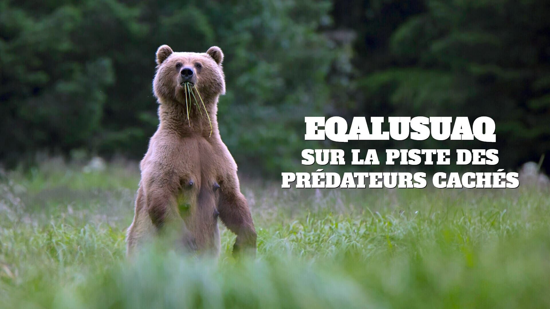 Eqalusuaq, sur la piste des prédateurs cachés