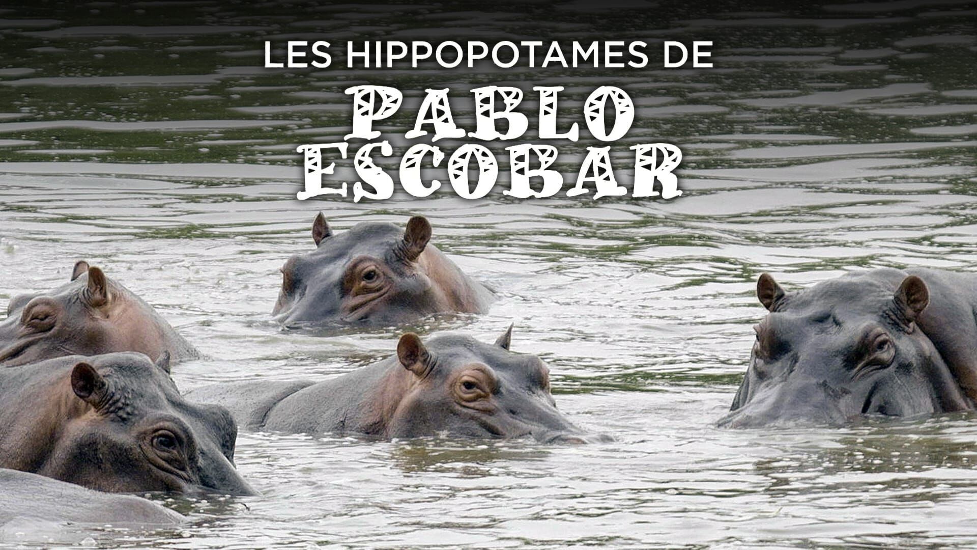 Les hippopotames de Pablo Escobar