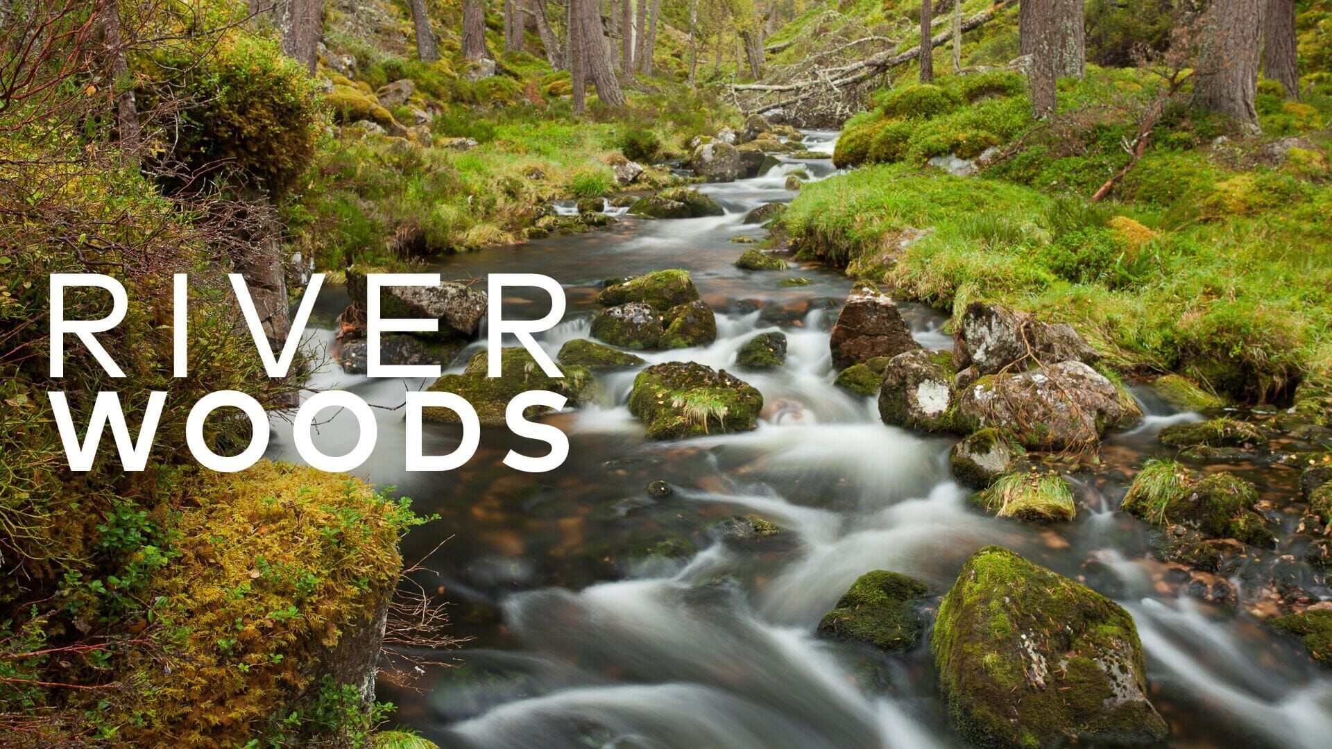 Riverwoods - Schottlands wilde Flüsse