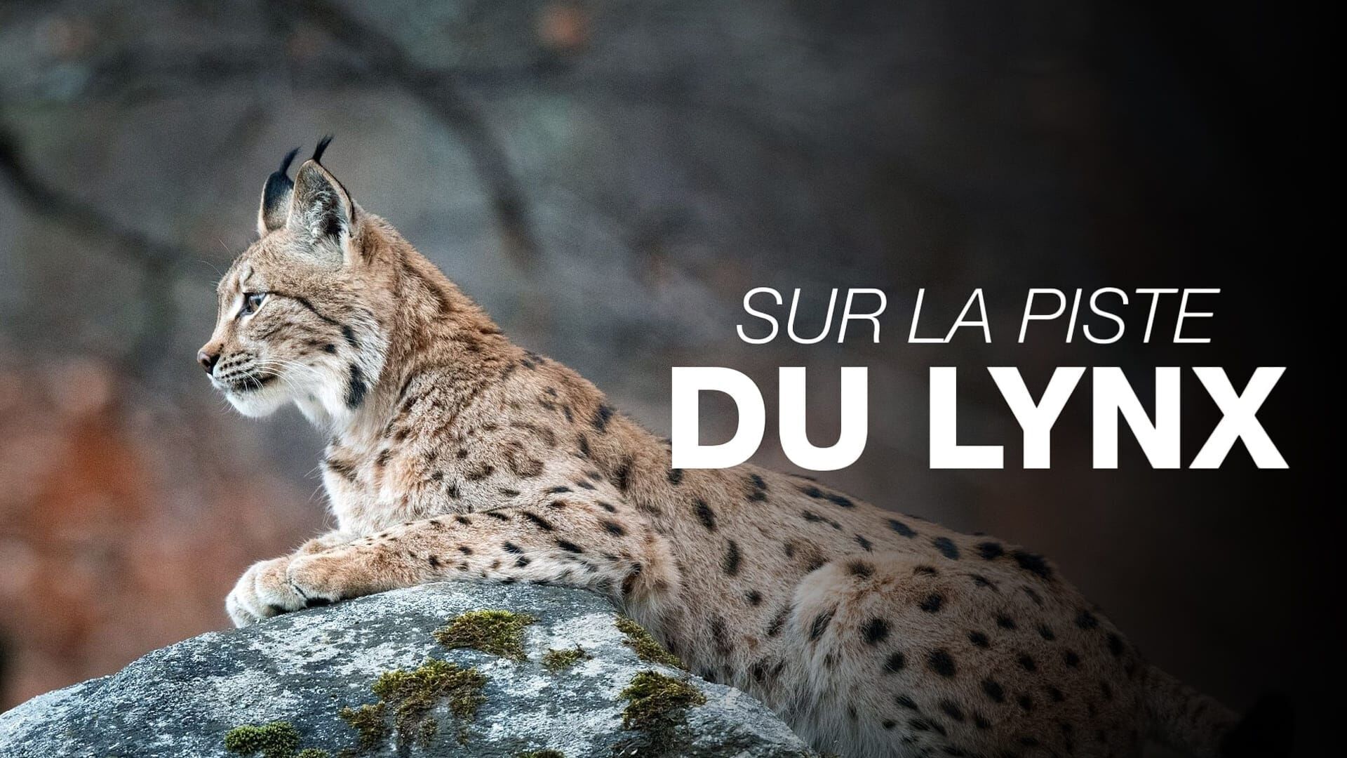 Sur la piste du lynx