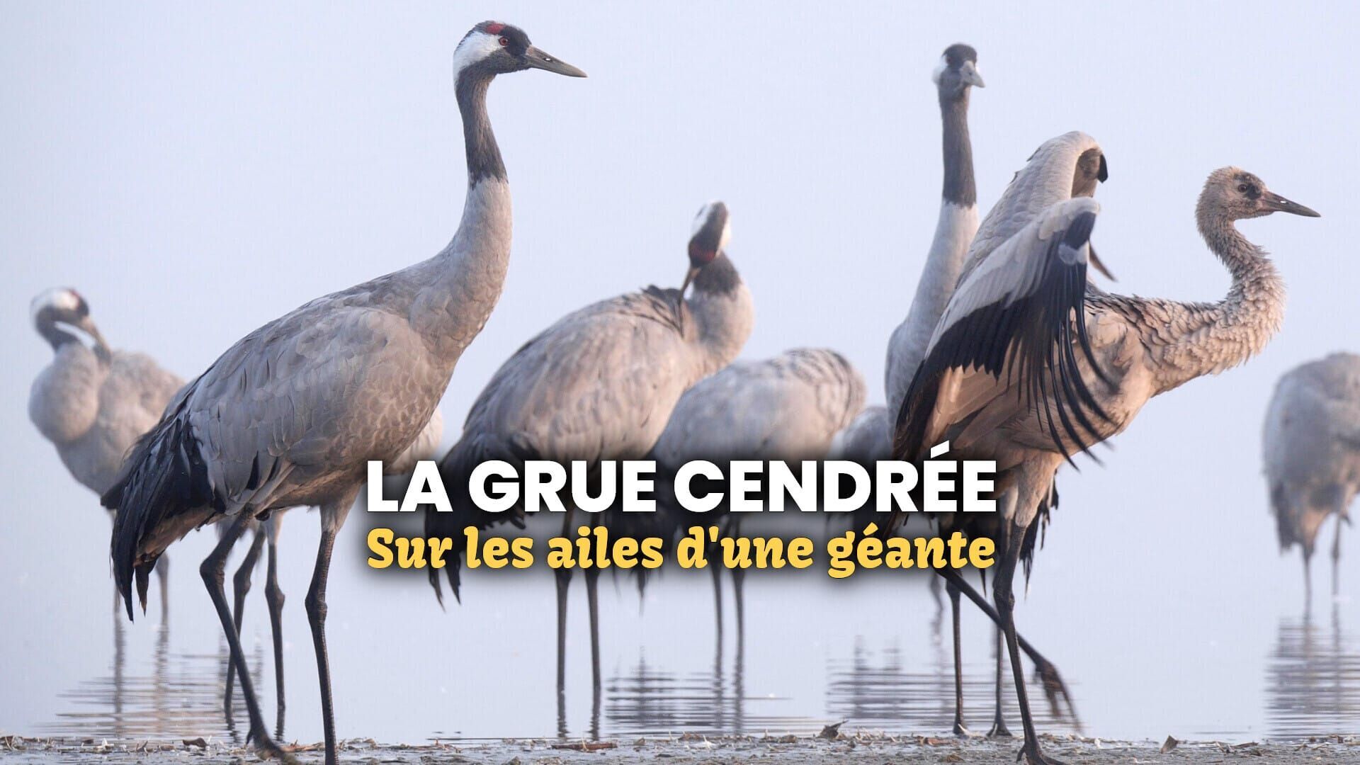 La grue cendrée : Sur les ailes d'une géante