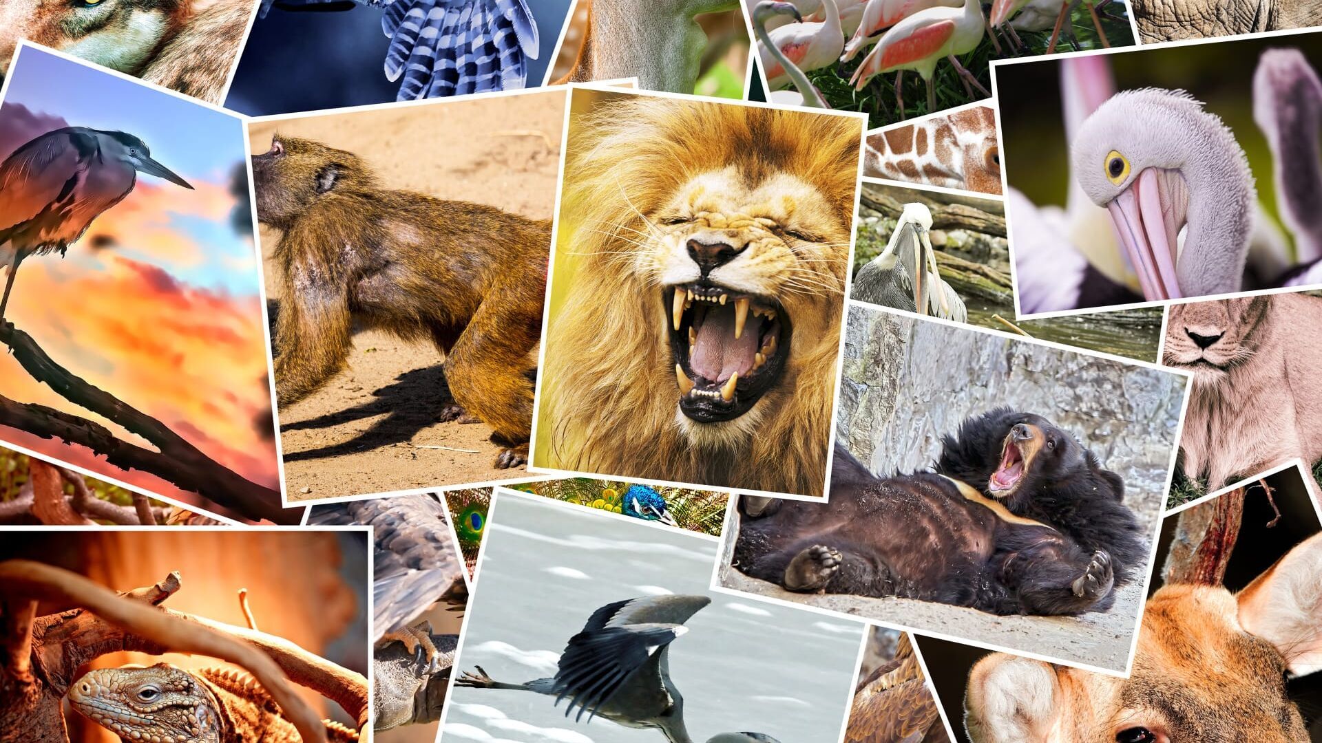 We Love Fluffy Animals