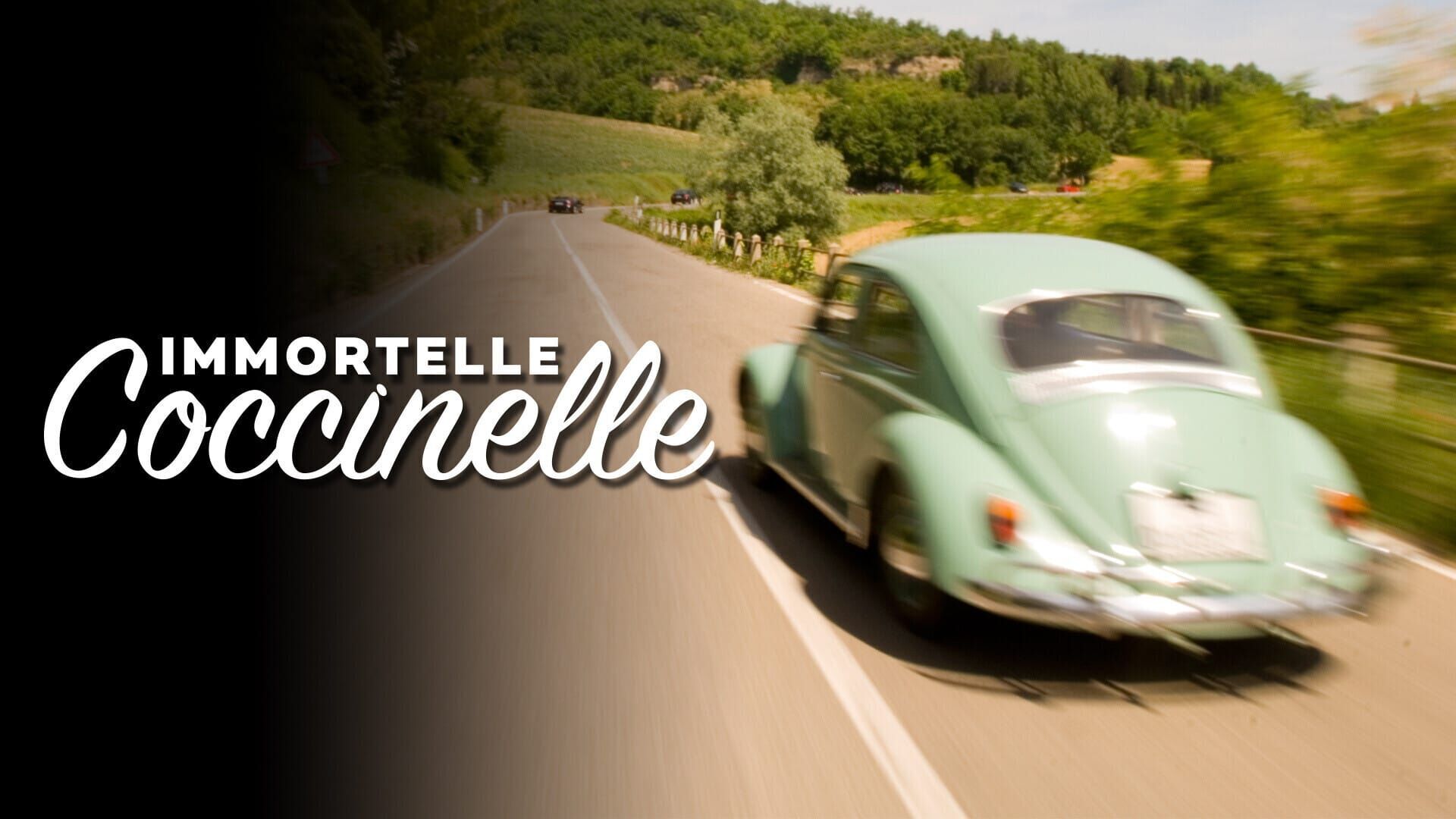 Immortelle Coccinelle