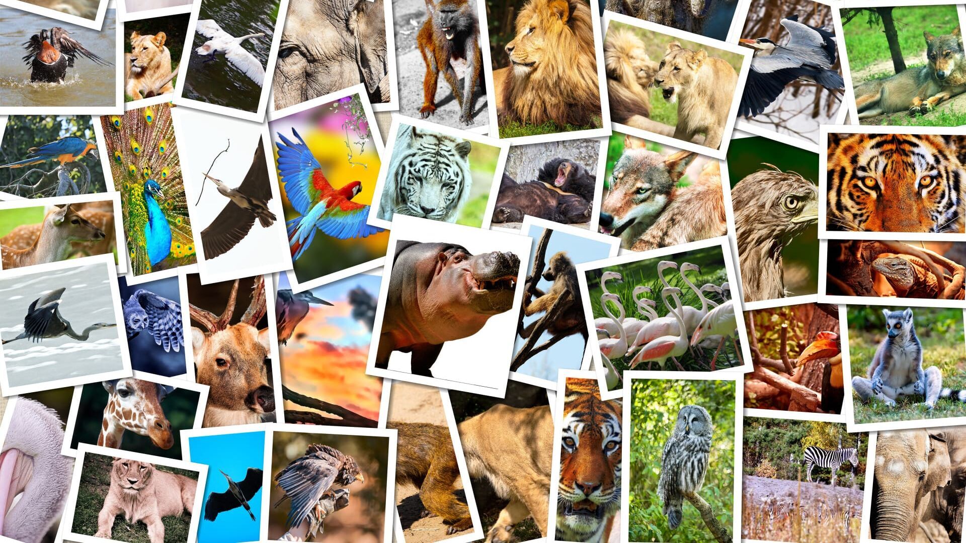 Welcome to Special Zoo Tour
