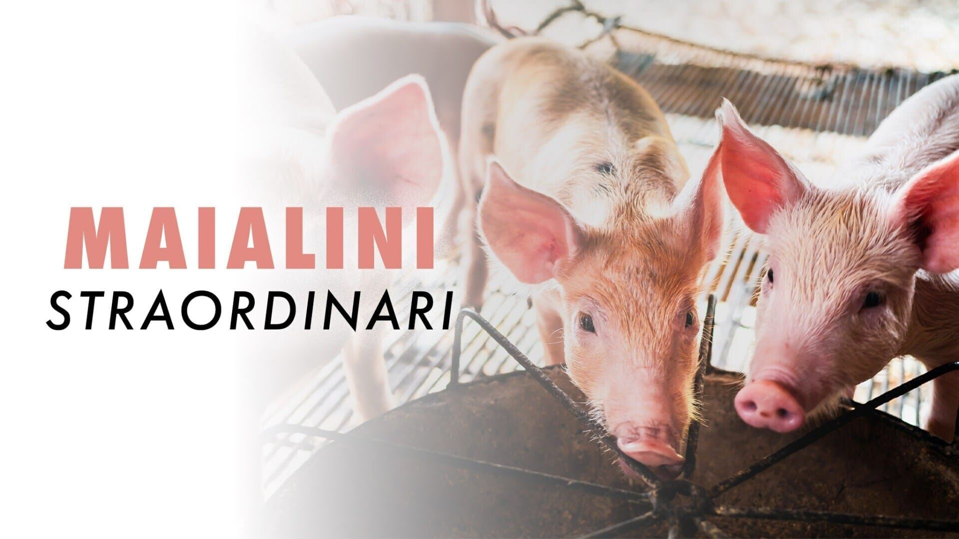 Super cochon