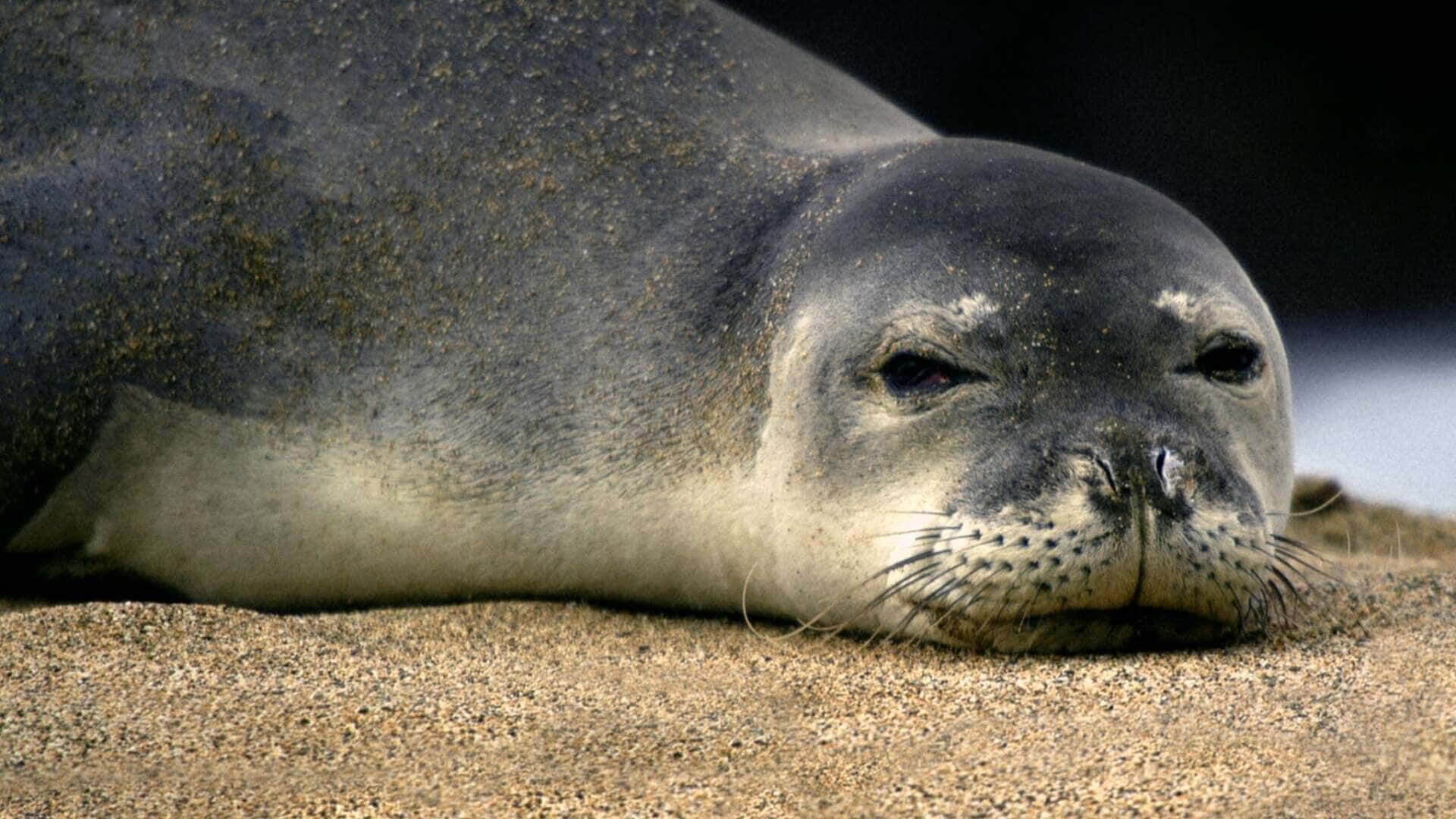 Sonno segreto, la foca monaca del Mediteraneo