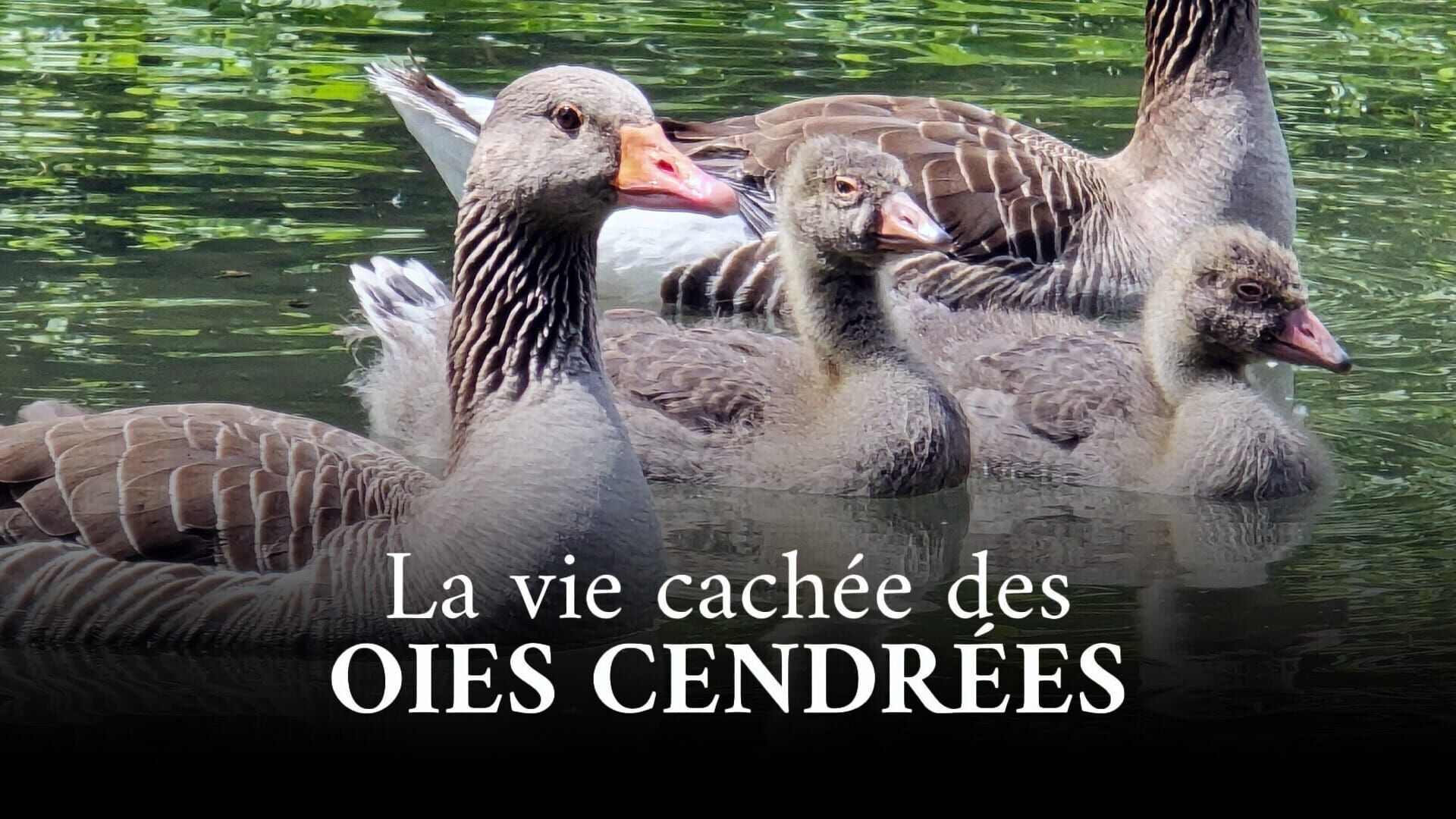 La vie cachée des oies cendrées