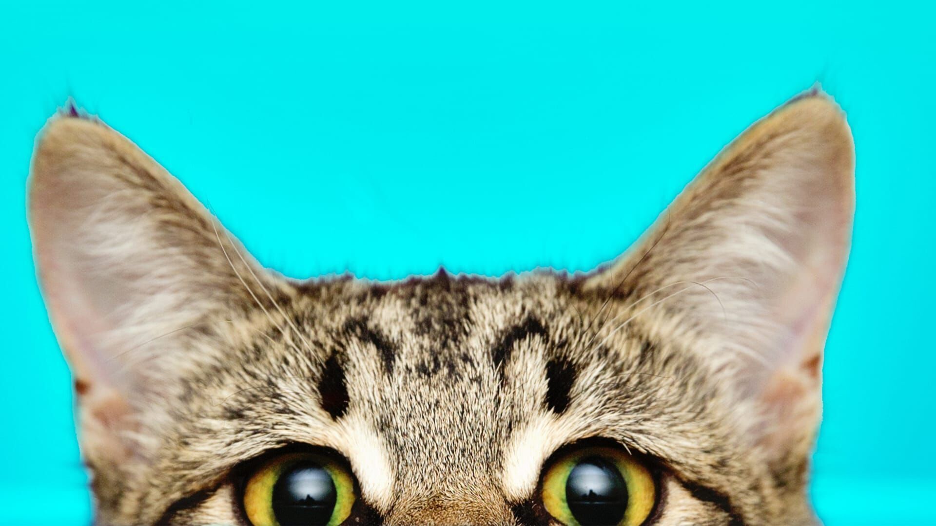 Chats des villes et chats des champs
