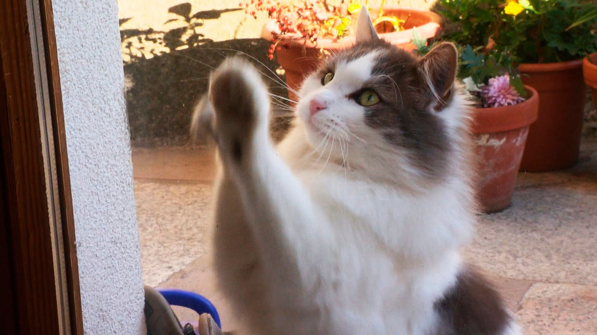 Chats des villes et chats des champs