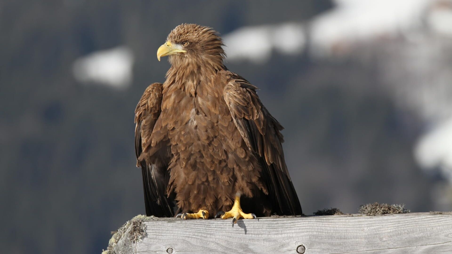 Freedom, la légende des aigles