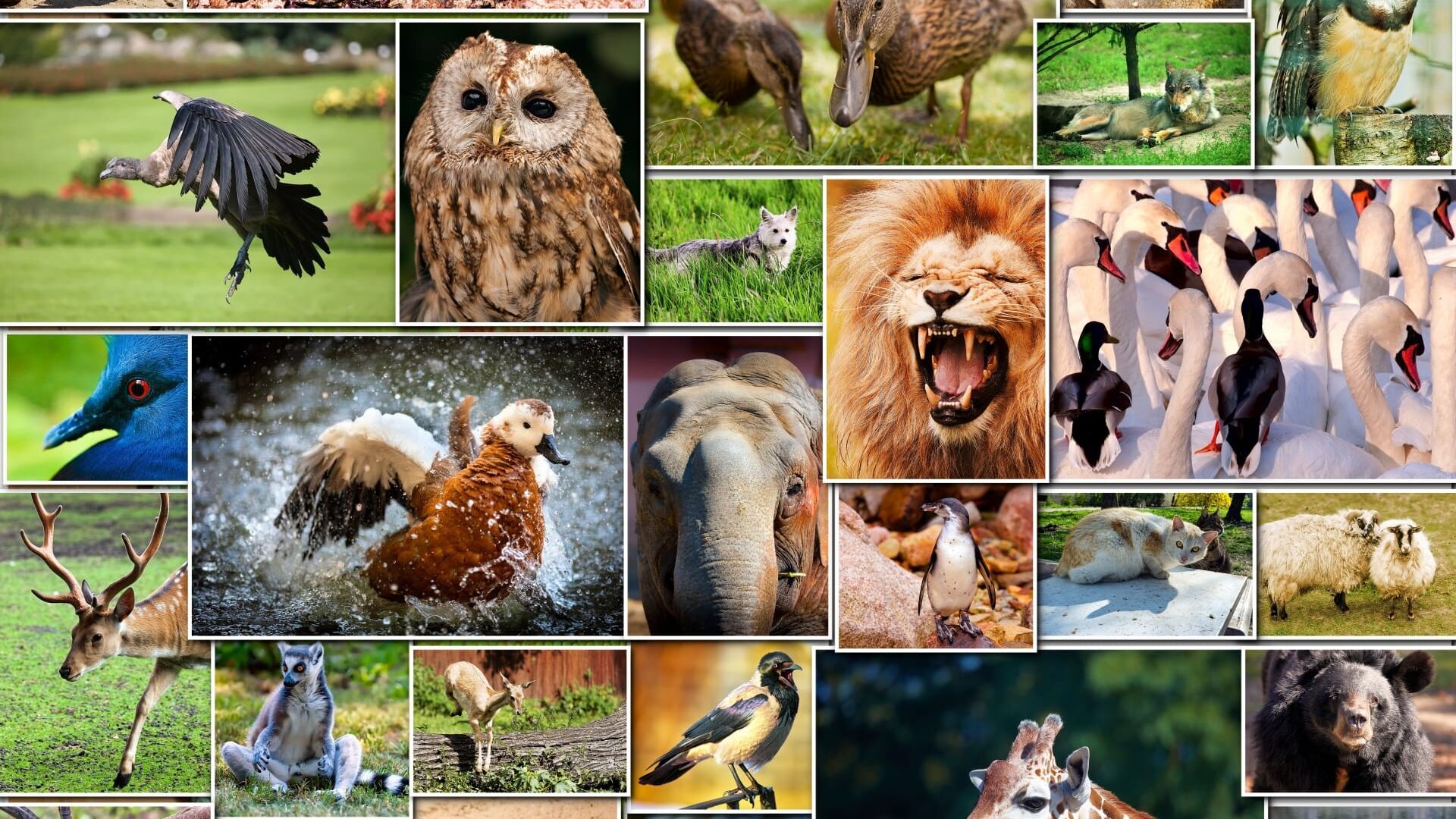 Welcome to Special Zoo Tour