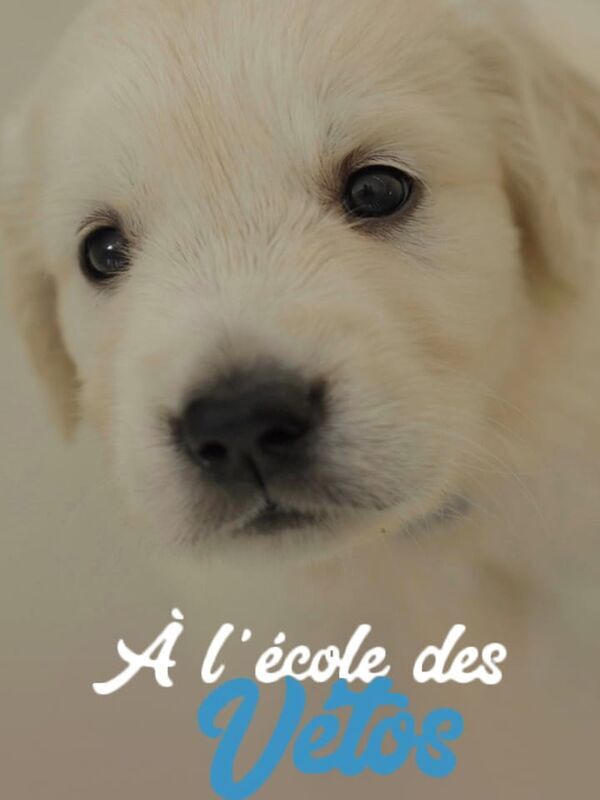 A l'école des vétos