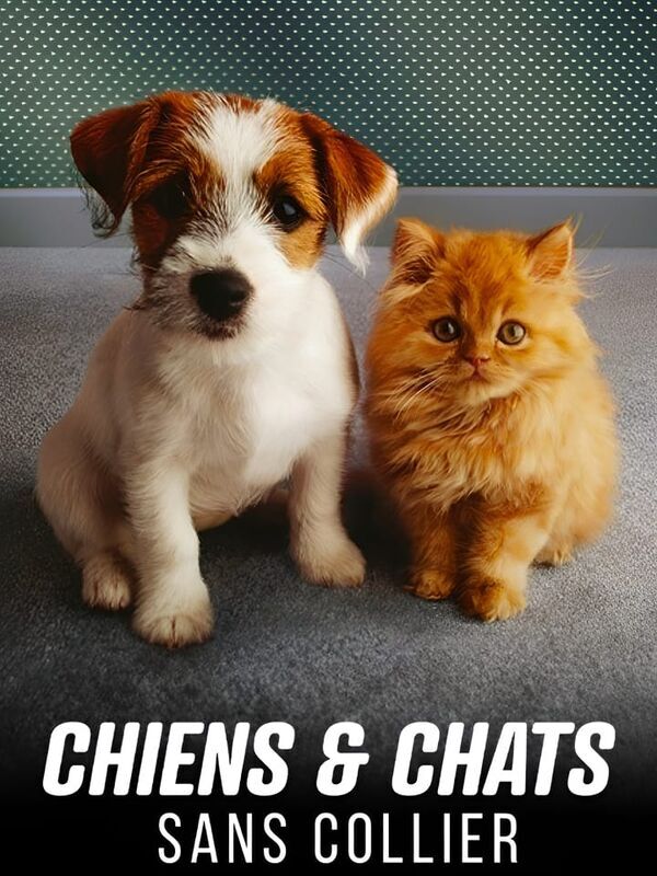 Chiens et chats sans collier