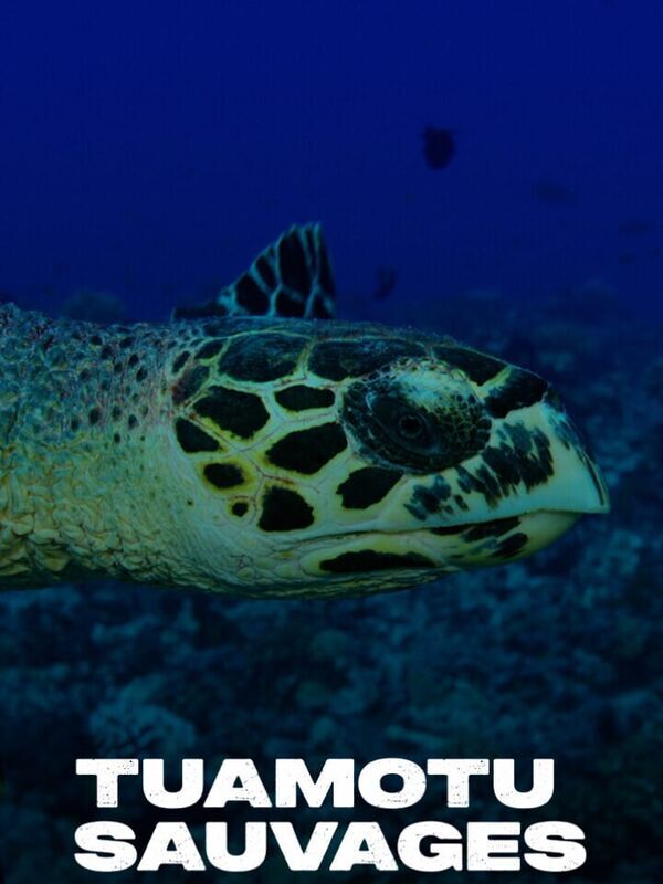 Tuamotu sauvages
