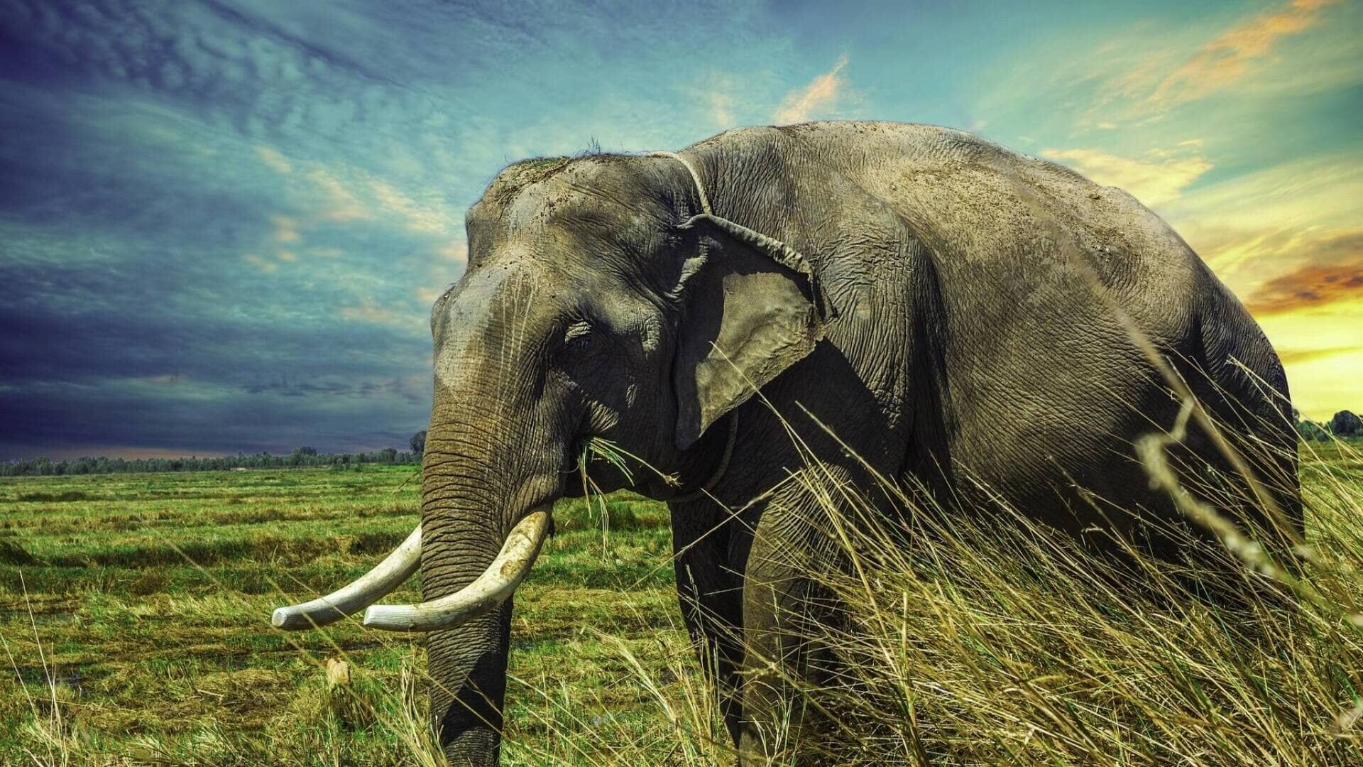 Le creature più grandi del mondo