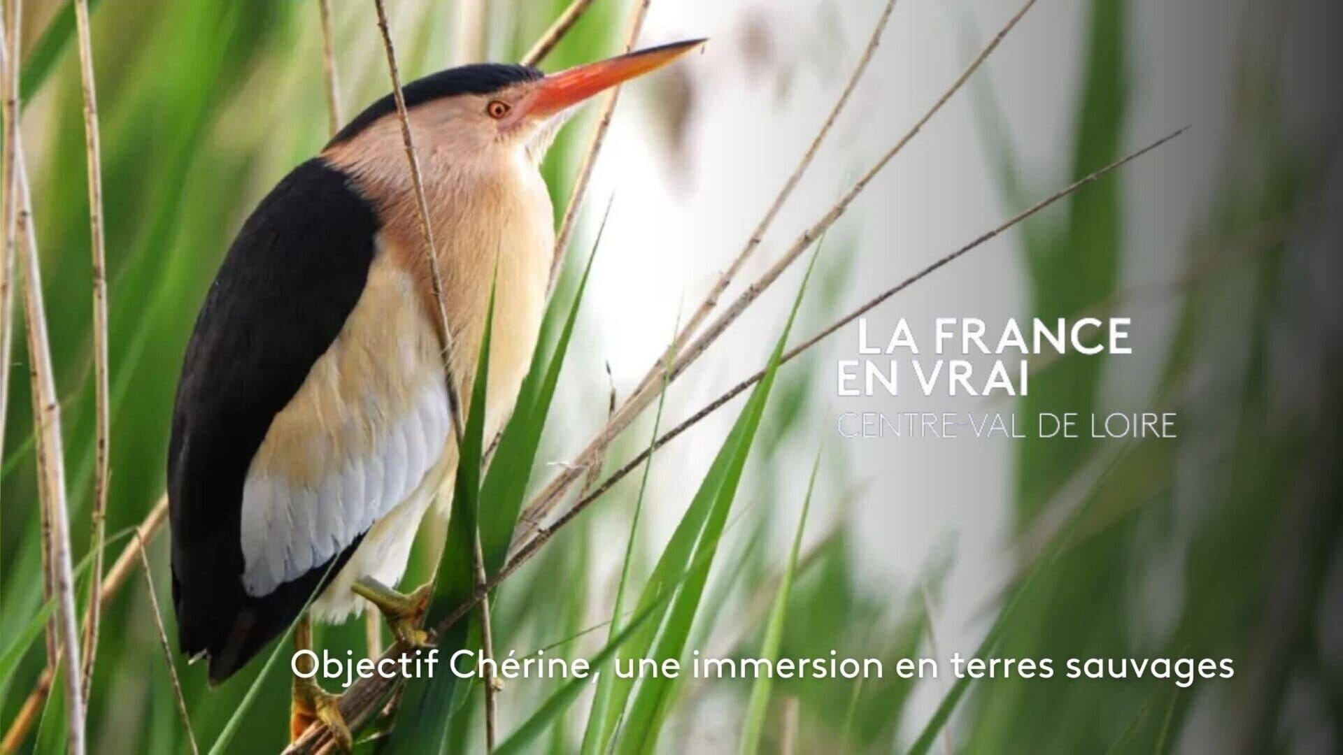 Objectif Chérine, une immersion en terres sauvages
