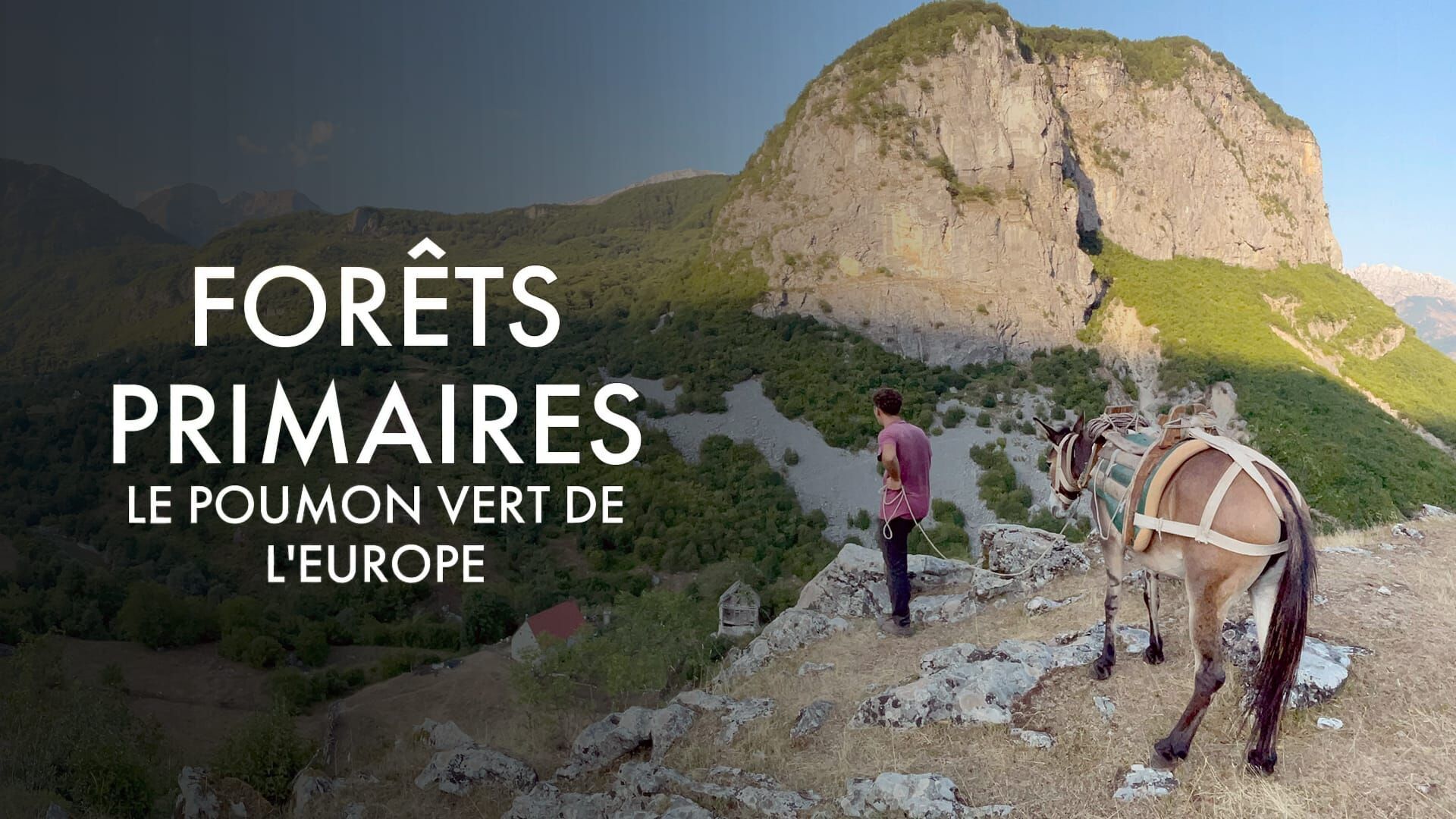 Forêts primaires, le poumon vert de l'Europe