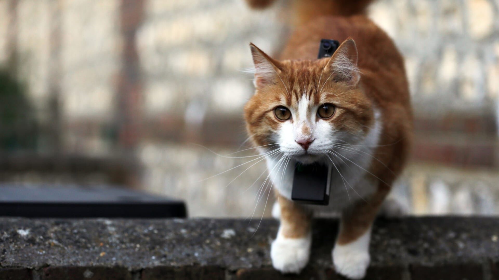 Chats des villes et chats des champs