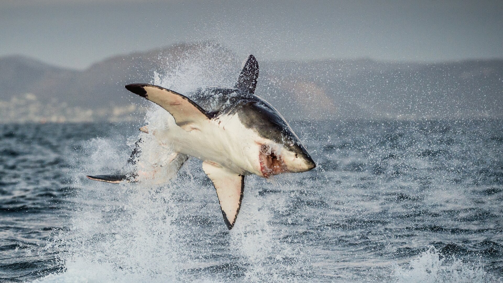 Morsures de requins : les dents de la mort