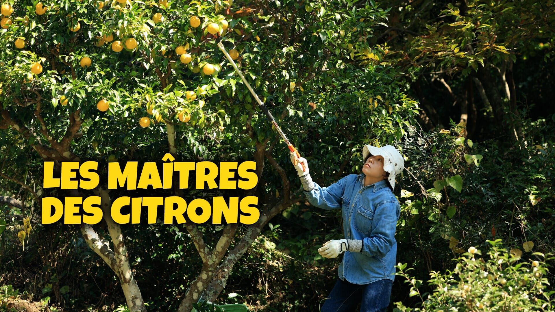 Les maîtres des citrons