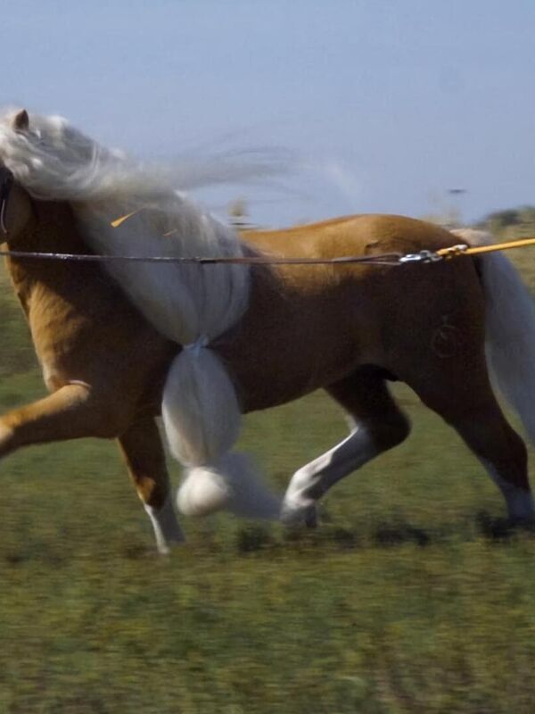 Todo caballo