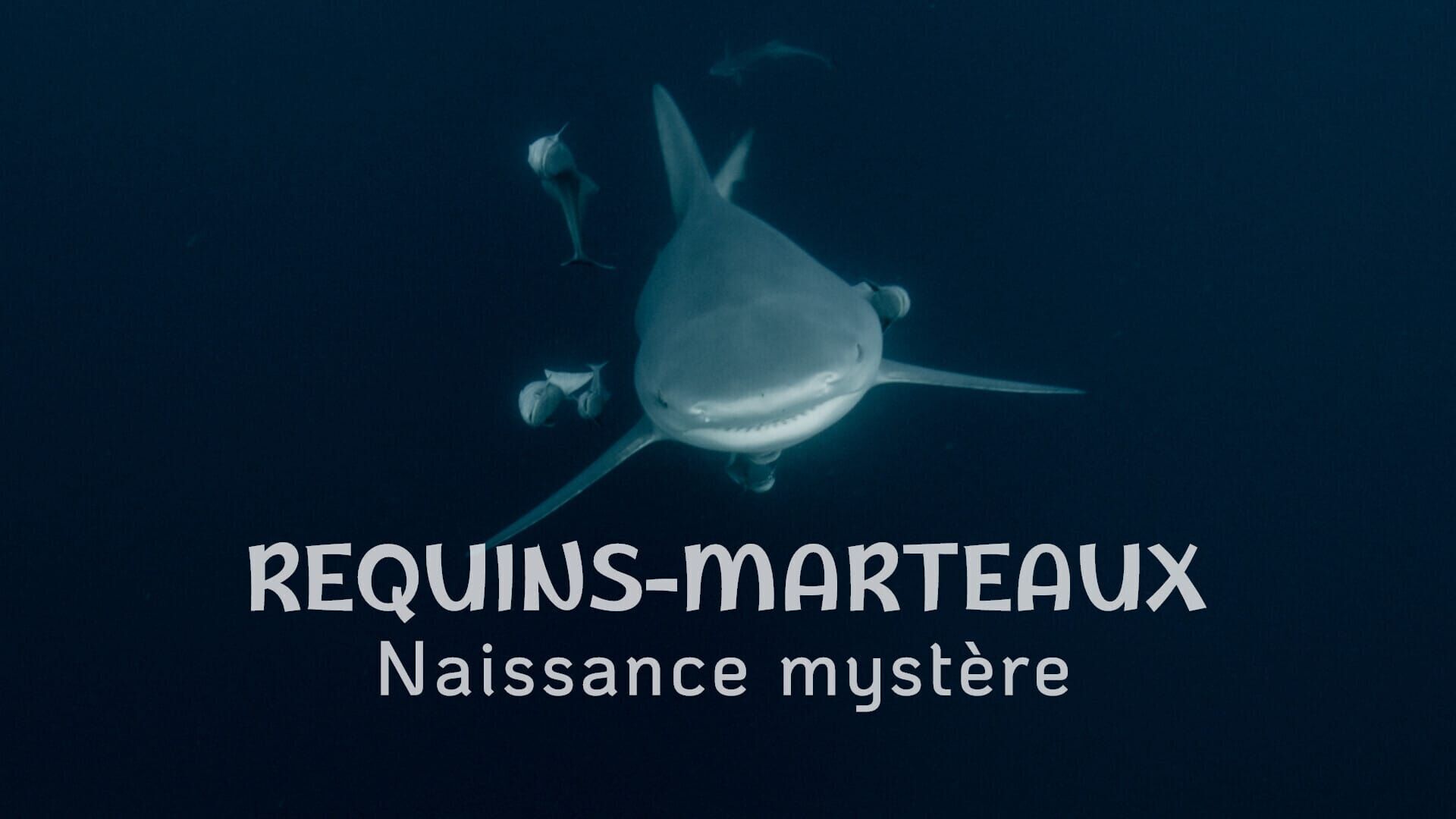 Requins marteaux : naissance mystère