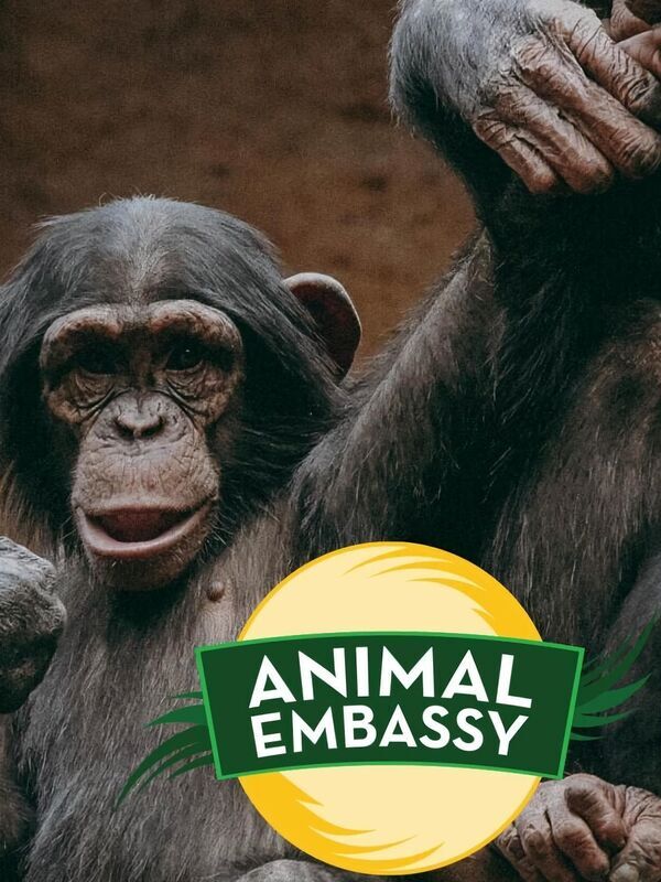 Animal Embassy
