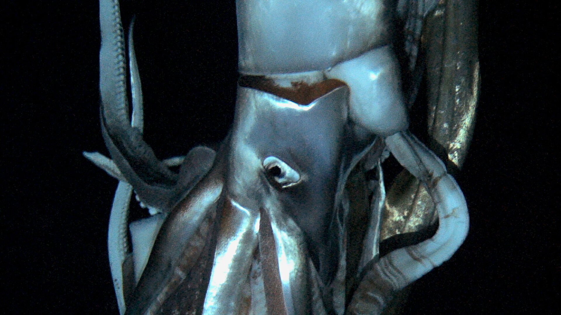 Fantôme des grands fonds