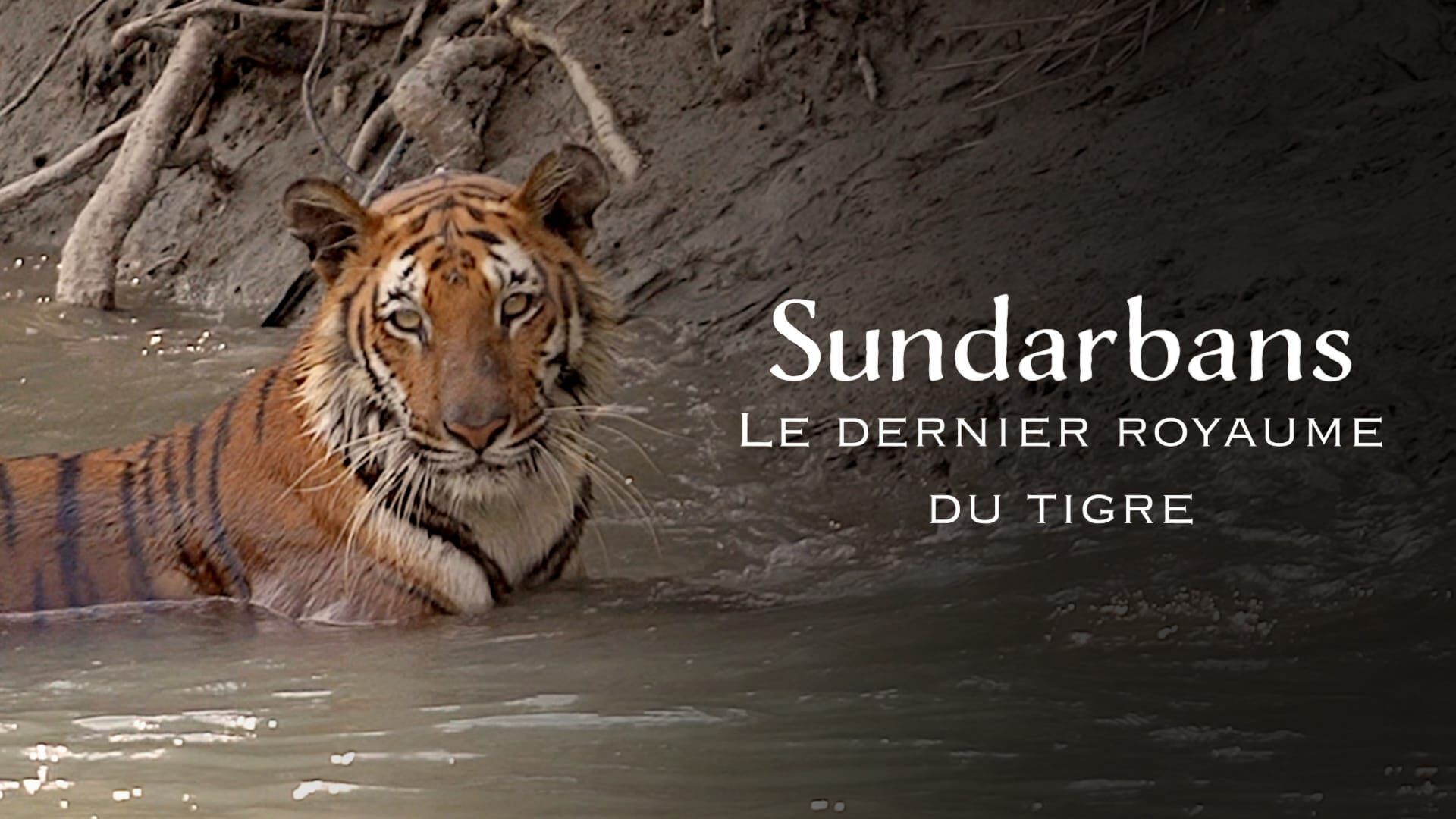 Sundarbans, le dernier royaume du tigre