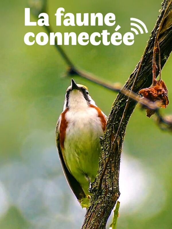 La faune connectée
