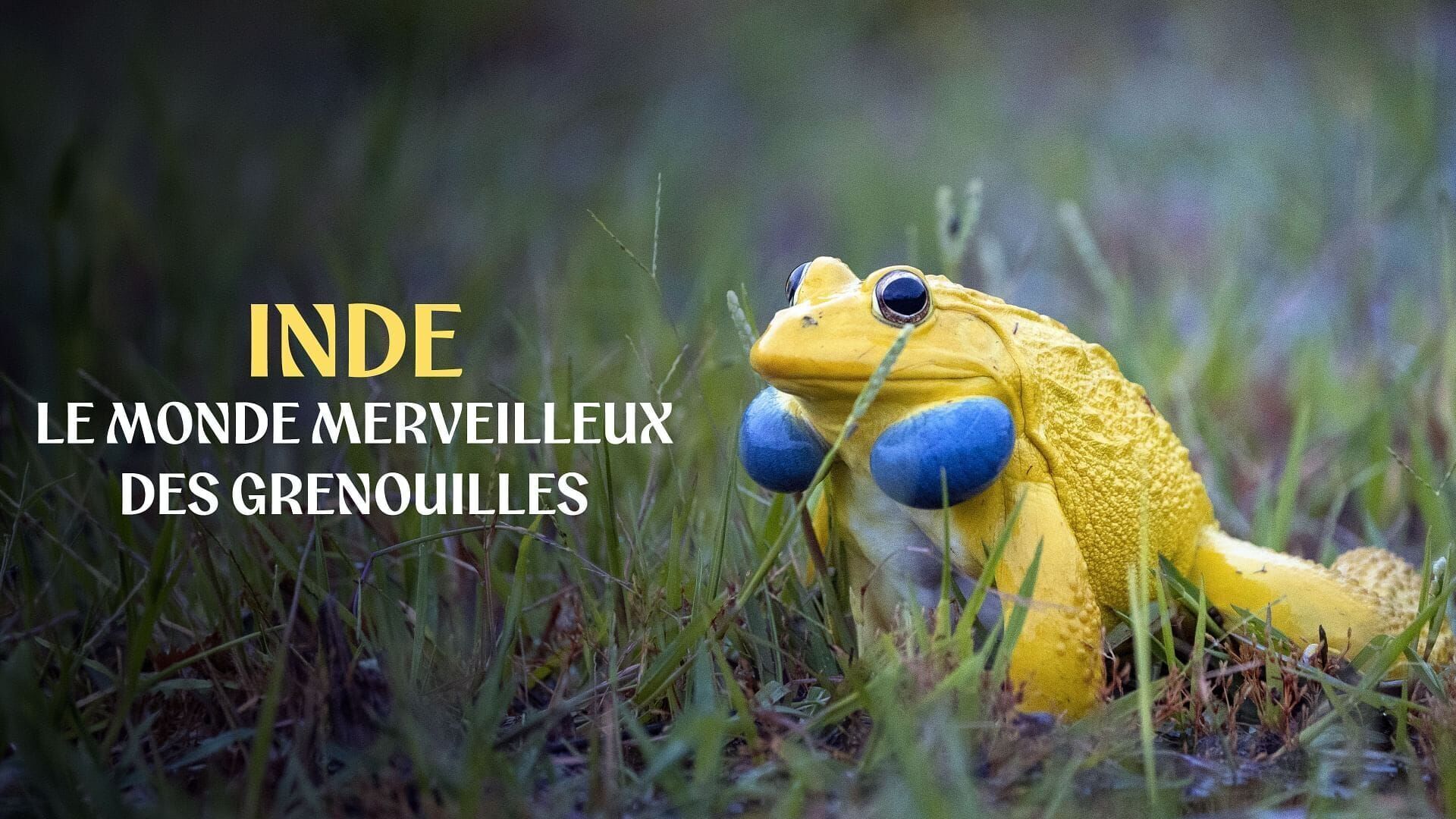 Inde : Le monde merveilleux des grenouilles