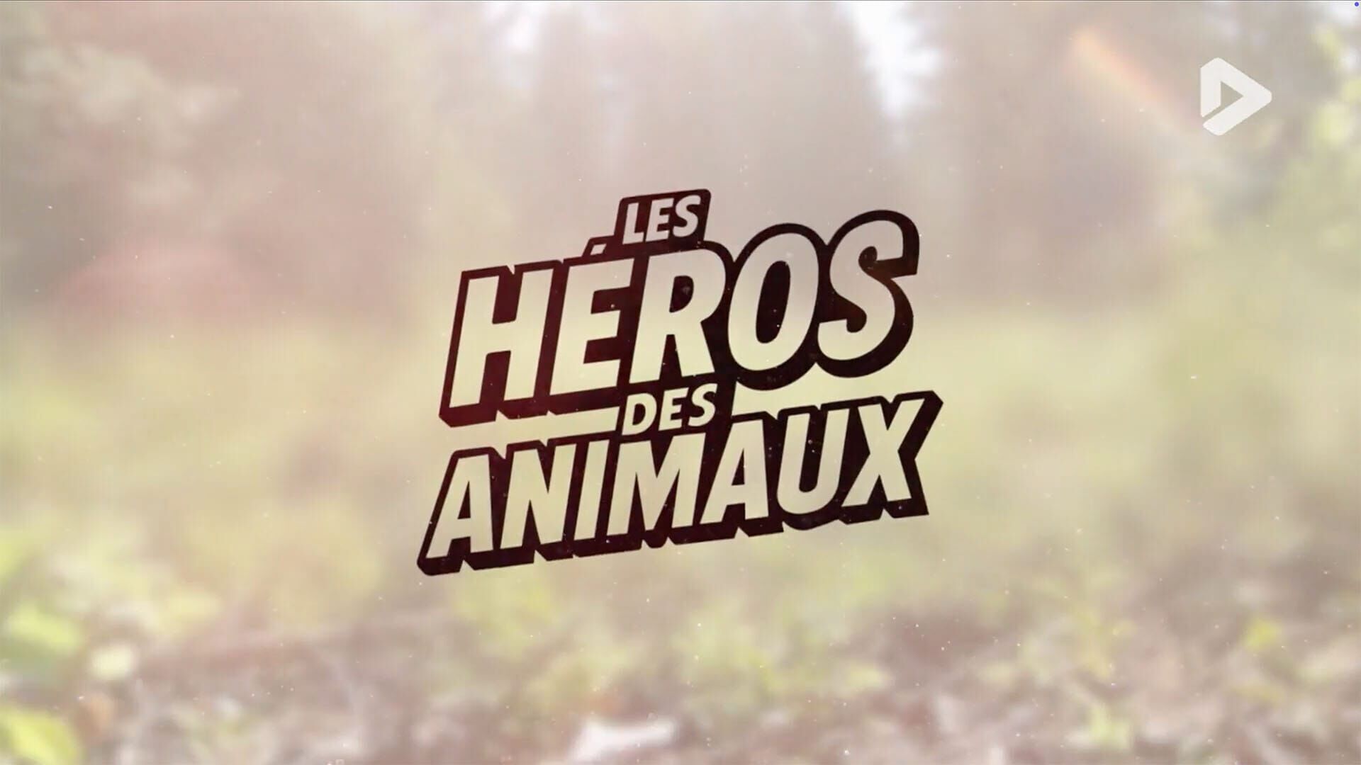 Les héros des animaux