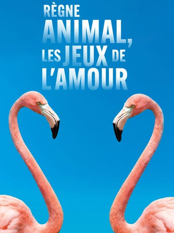 Règne animal, les jeux de l'amour