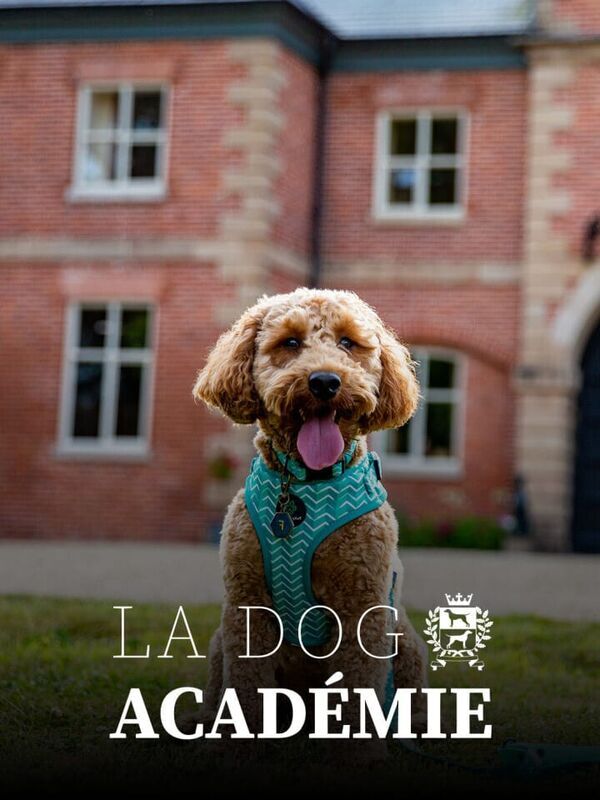 La dog Académie