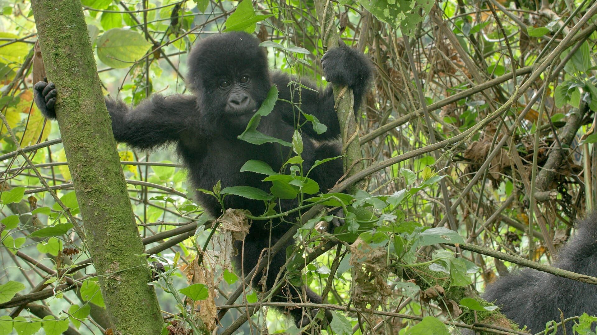 Uganda, la terra degli scimpanzé