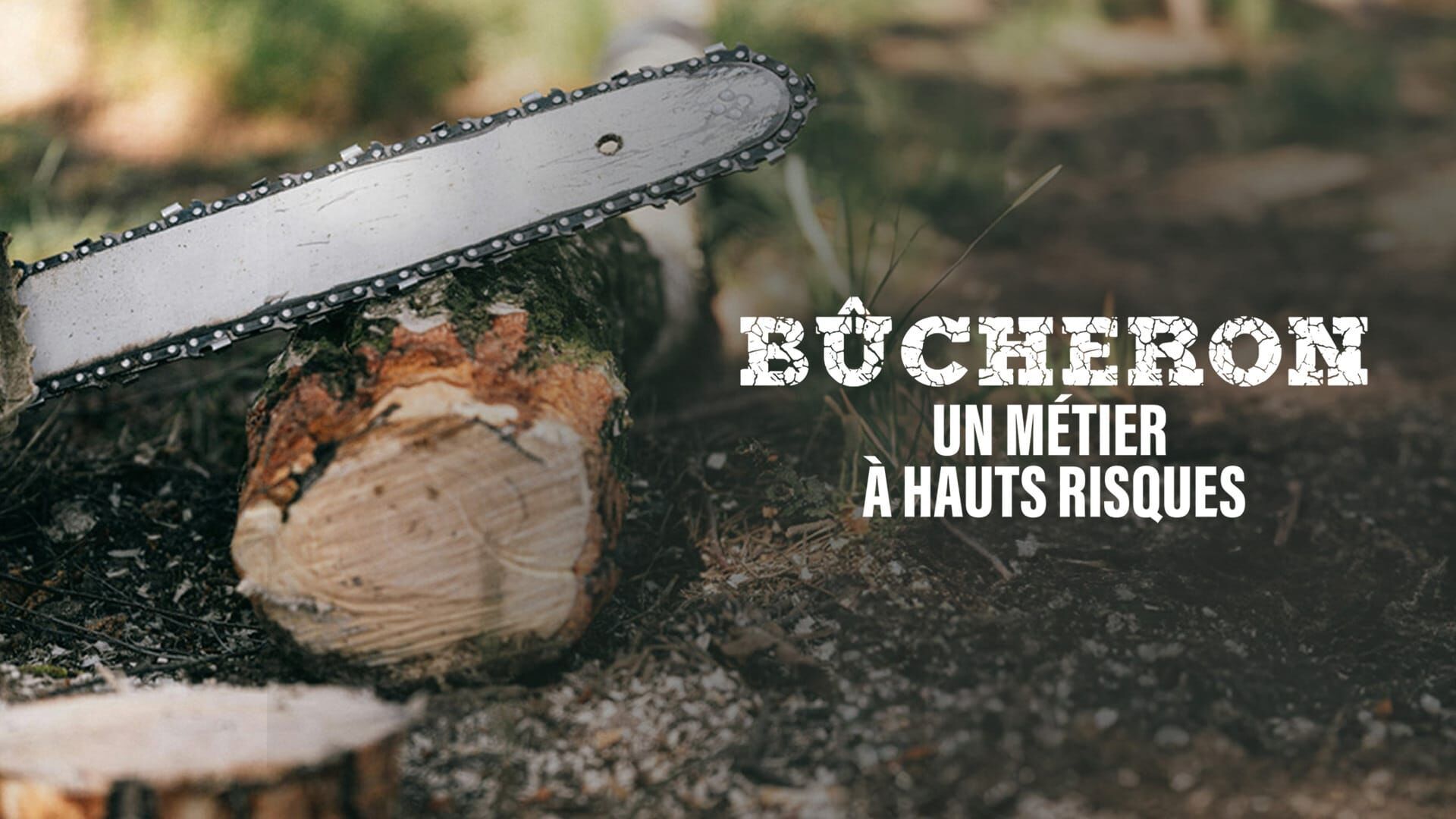 Bûcheron : un métier à hauts risques