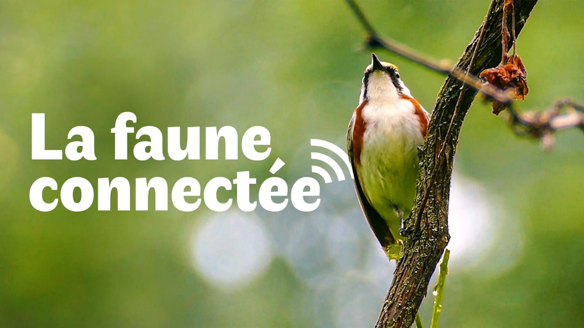 La faune connectée