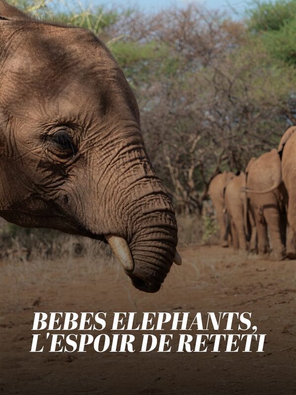 Bébés éléphants, l'espoir de Reteti