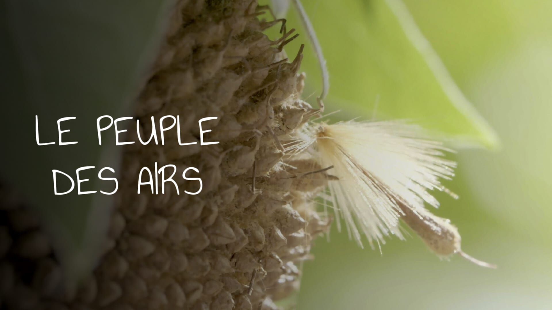 Le peuple des airs