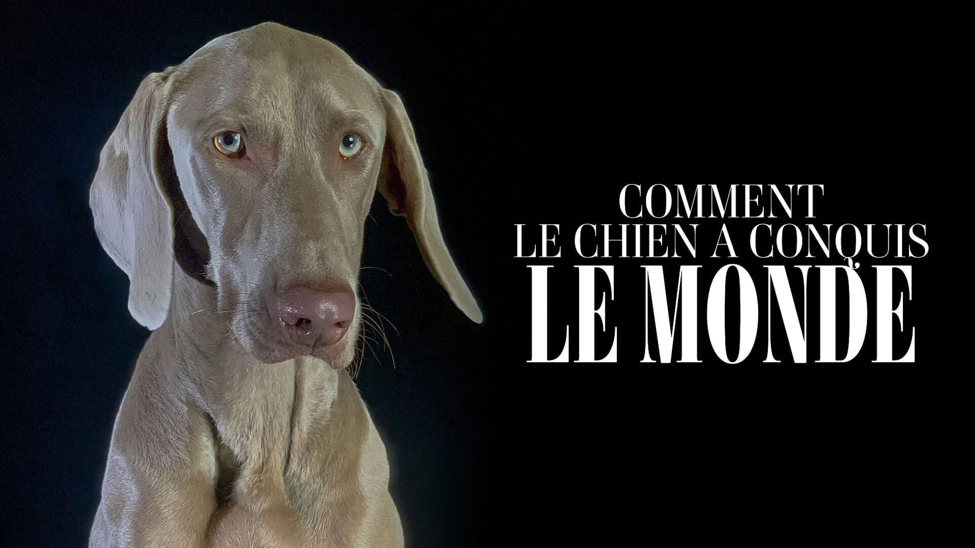 Comment le chien a conquis le monde