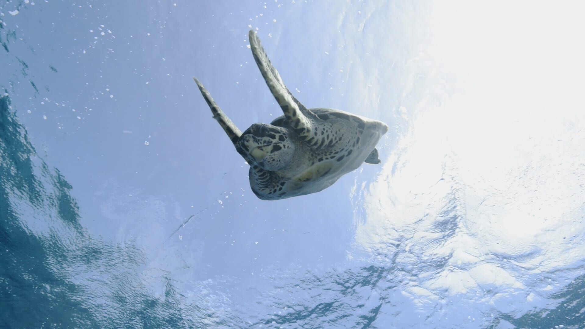 In the Sea
