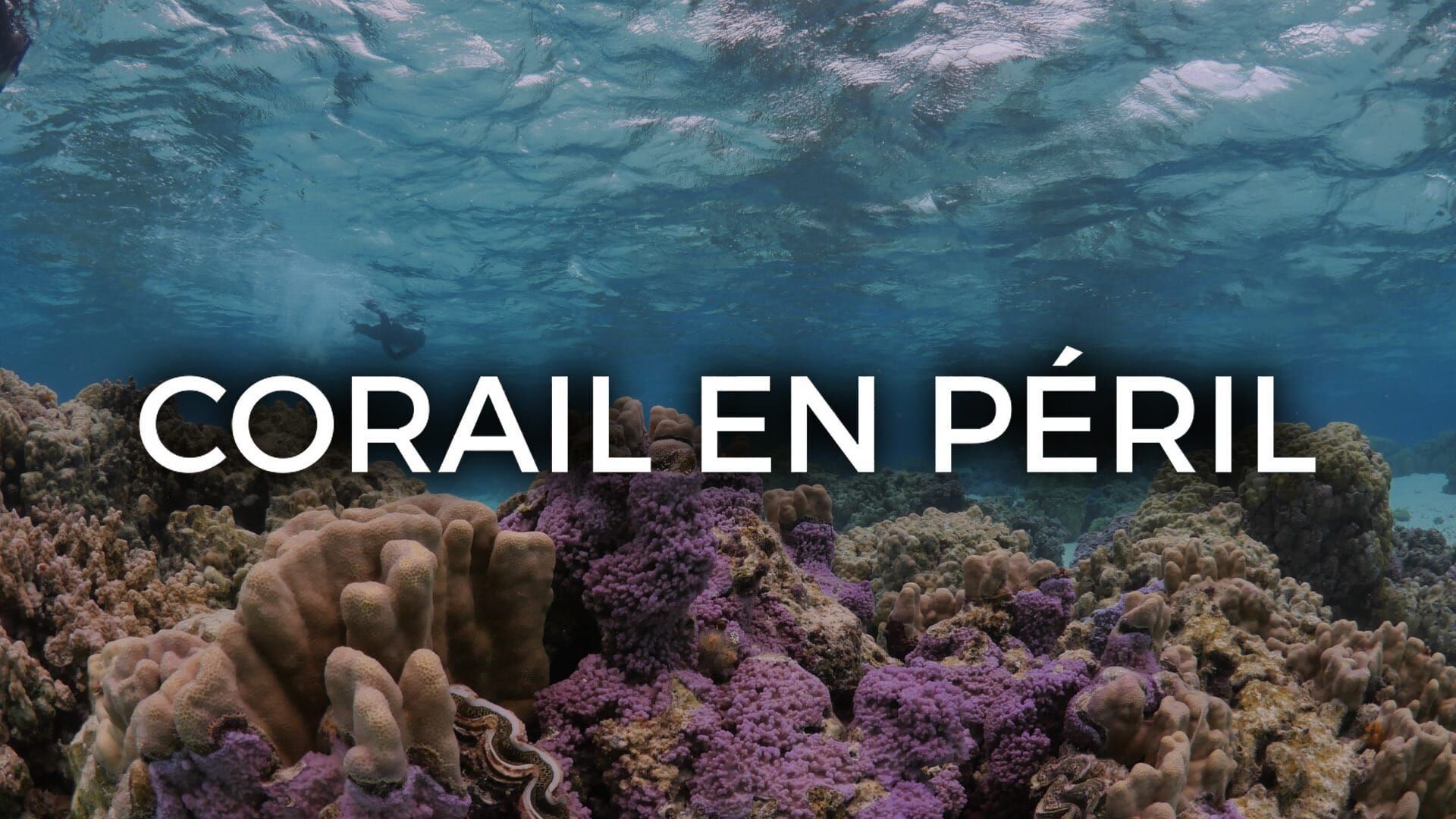 Corail en péril