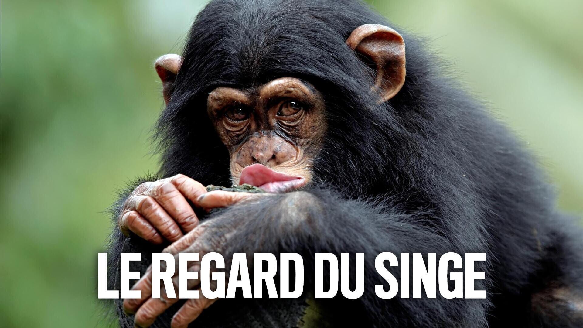 Le regard du singe