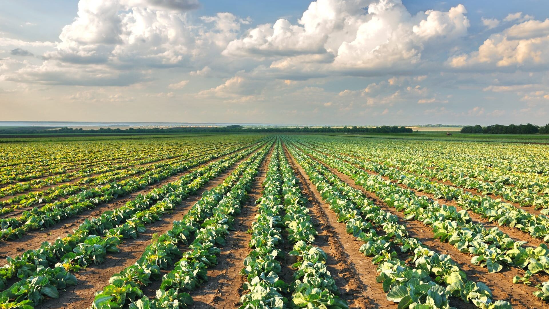 Le journal télévisé de l'agriculture