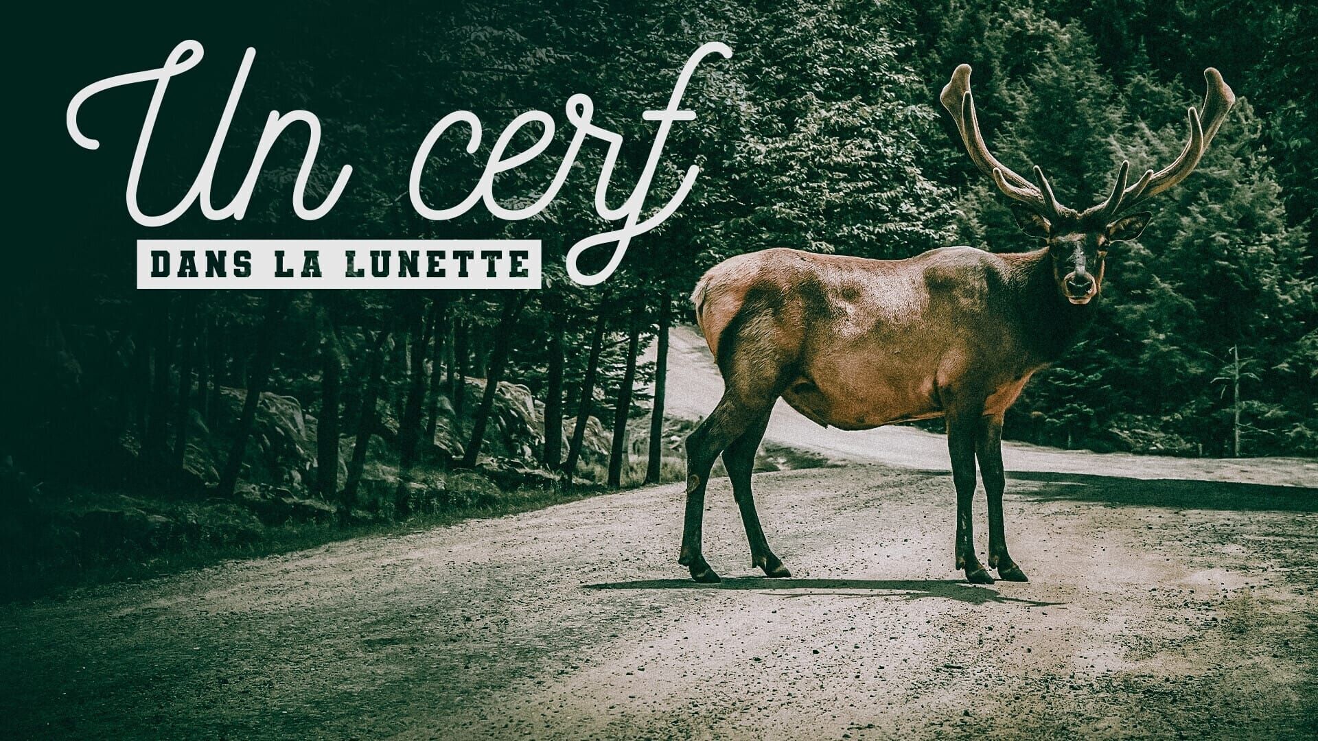 Un cerf dans la lunette