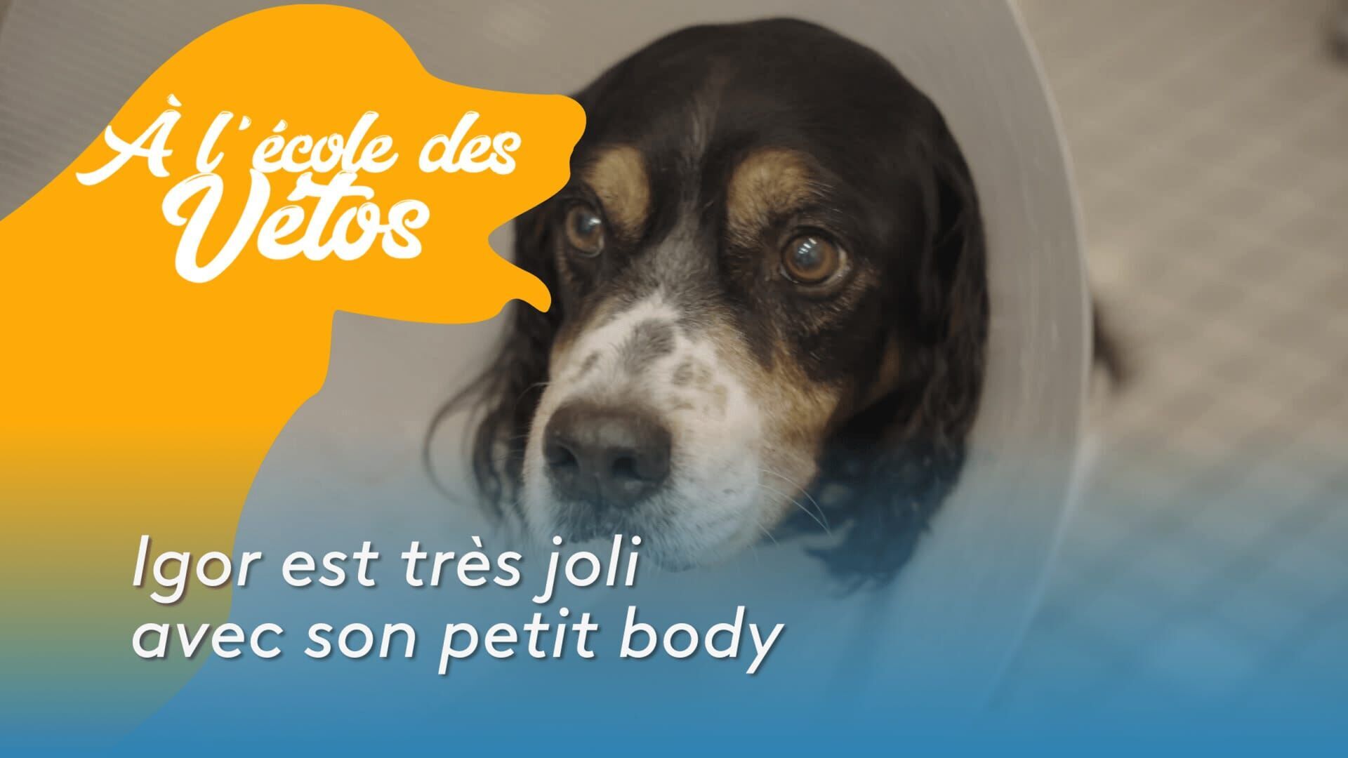 A l'école des vétos