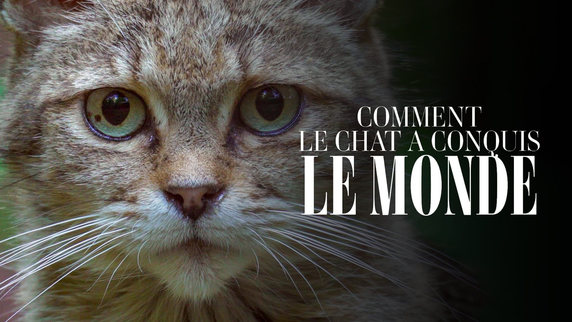 Comment le chat a conquis le monde